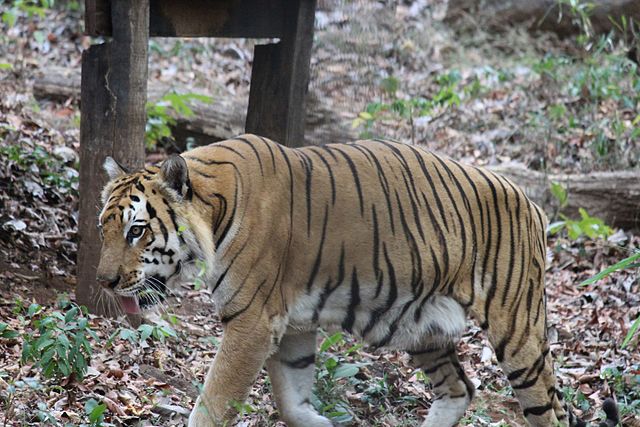 Bondla Wildlife Sanctuary- Goa's nature places