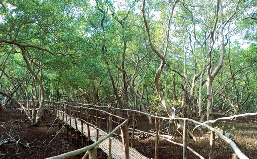 Salim Ali Bird Sanctuary Goa