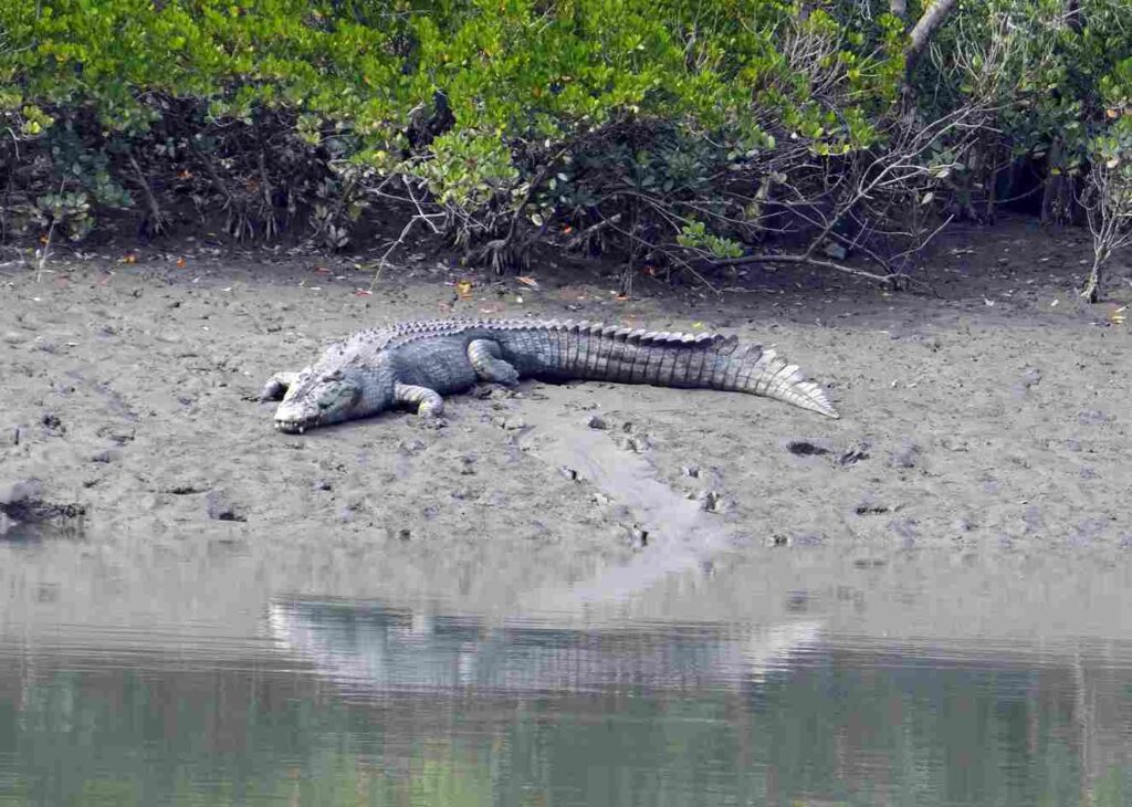 Goa Crocodile trip